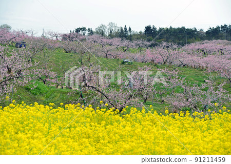 [Iizuna Town, Nagano Prefecture] Rape field and peach blossoms in Tankasato 91211459