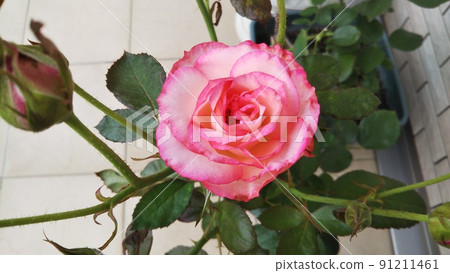 Rose of pink 91211461