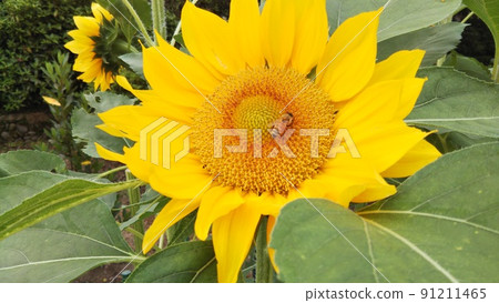 Bee and sunflower 91211465