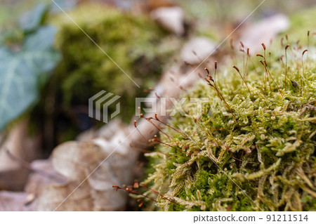 The stump is overgrown with moss. There are mushrooms growing on the beautiful stump. Close-up of a cutted mossy tree The stump is overgrown with moss. There are mushrooms growing on the beautiful stump. Close-up of a cutted mossy tree 91211514