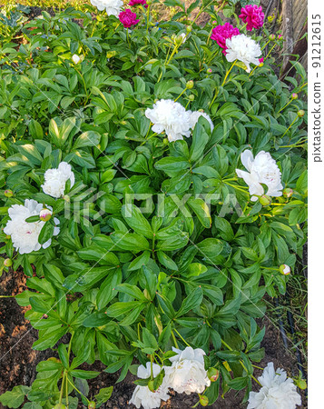 There are many flowers of white peonies on the green background of the bush. Floral background with space to copy There are many flowers of white peonies on the green background of the bush. Floral background with space to copy 91212615