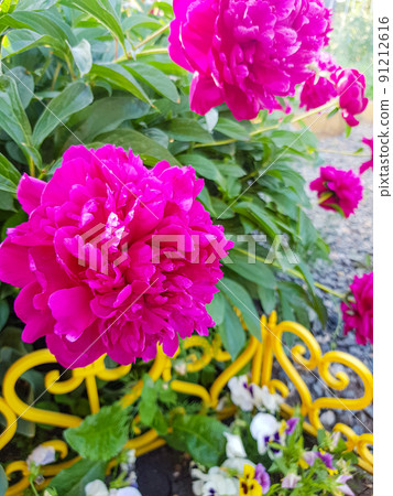 Pink flowers of peonies blooming on a bush in the garden, vertical photo 91212616