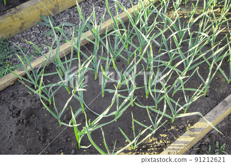 Vegetable bed of young garlic shoots. Organic vegetable garden with a modern garden bed with wooden sides 91212621