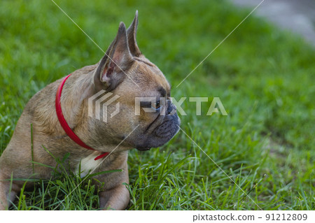 Cute French bulldog girl is resting in grass. Summer in countryside Cute French bulldog girl is resting in grass. Summer in countryside 91212809