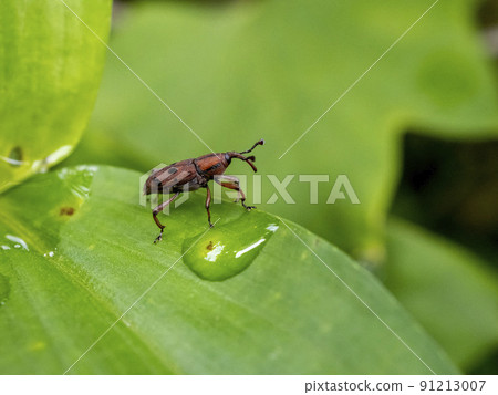 葉子上的 Tohosio 象鼻蟲 91213007