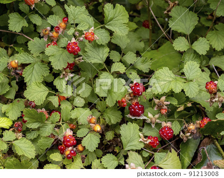 Red fruit of Native Raspberry Red fruit of Native Raspberry 91213008
