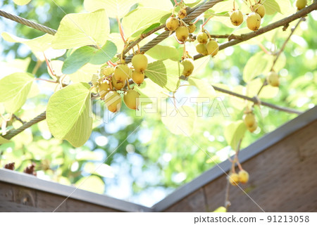 Kiwifruit cultivation Kiwifruit cultivation 91213058