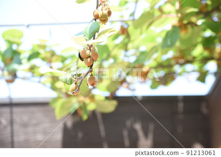 Kiwifruit cultivation Kiwifruit cultivation 91213061