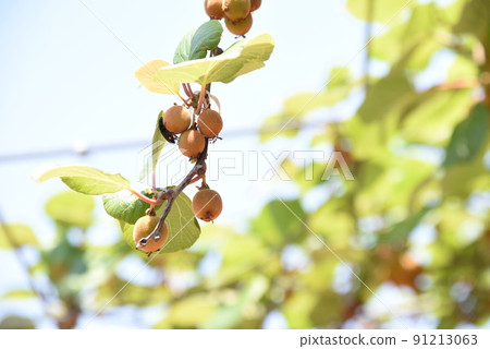 Kiwifruit cultivation Kiwifruit cultivation 91213063