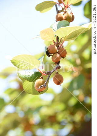Kiwifruit cultivation Kiwifruit cultivation 91213065
