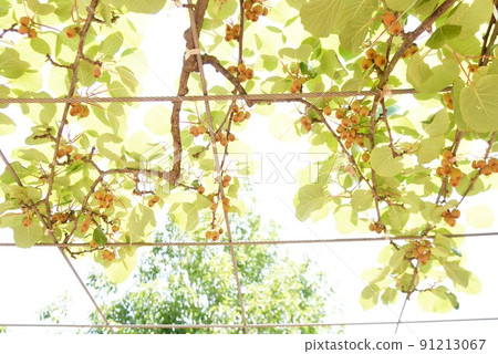 Kiwifruit cultivation Kiwifruit cultivation 91213067