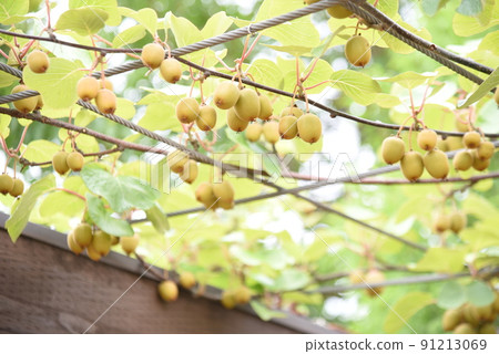 Kiwifruit cultivation Kiwifruit cultivation 91213069