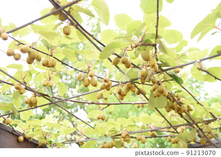 Kiwifruit cultivation Kiwifruit cultivation 91213070