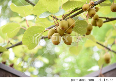 Kiwifruit cultivation Kiwifruit cultivation 91213072