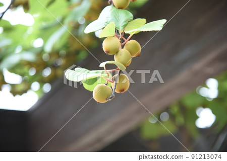 Kiwifruit cultivation Kiwifruit cultivation 91213074