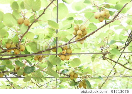 Kiwifruit cultivation Kiwifruit cultivation 91213076