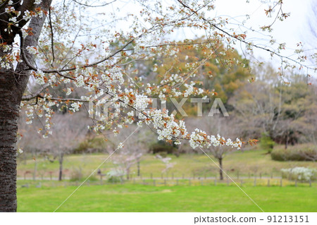野花花 野花花 91213151