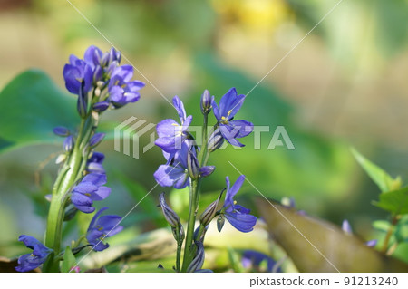 Monochoria korsakoi that blooms from late summer to early autumn 91213240