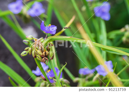 一隻蜜蜂來到了開著藍紫色花朵的雅各布梯子 91213739