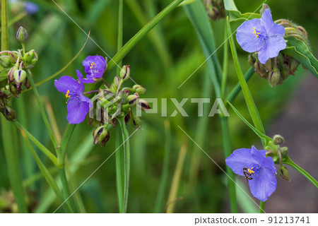 一隻蜜蜂來到了開著藍紫色花朵的雅各布梯子 91213741
