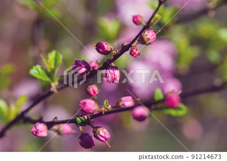 Chinese bush cherry, Chinese plum, Prunus glandulosa blossom, branch with flowerbuds Chinese bush cherry, Chinese plum, Prunus glandulosa blossom, branch with flowerbuds 91214673