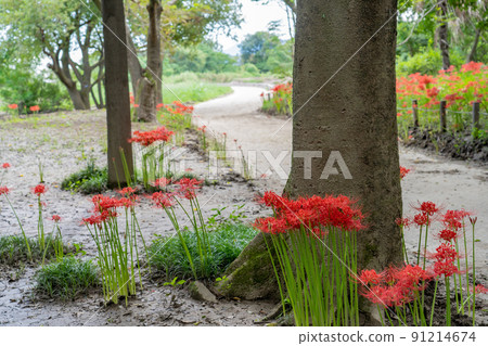 愛知縣稻澤市總武町木曾山泉公園野生自然廣場的一簇孤挺花 91214674