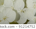 白色繡球花（特寫） 91214752