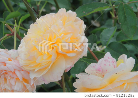 Flower photo rose 91215282