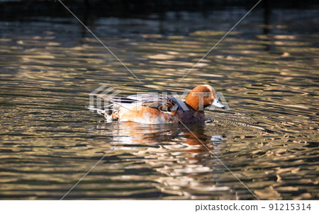 EOSRP. Yamaguchi Kintaikyo Bridge, a duck that moves in a hurry. EOSRP. Yamaguchi Kintaikyo Bridge, a duck that moves in a hurry. 91215314