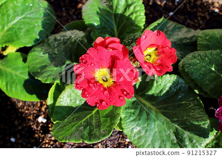 Cute flower of red Primula 91215327