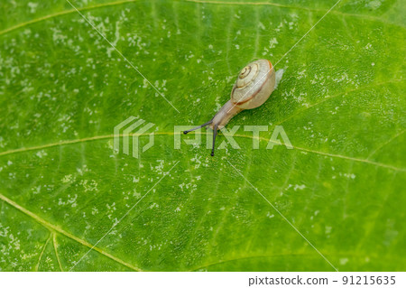 Bradybaena macrois (snail) 91215635