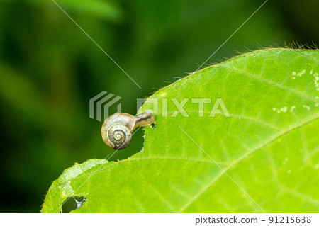 Bradybaena macrois (蝸牛) 91215638
