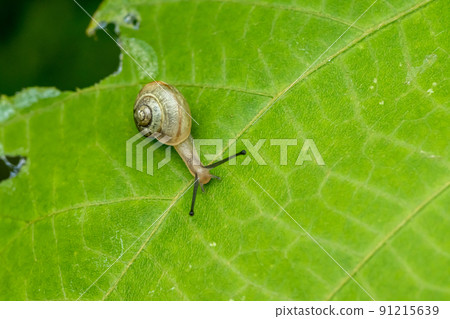 Bradybaena macrois (蝸牛) 91215639