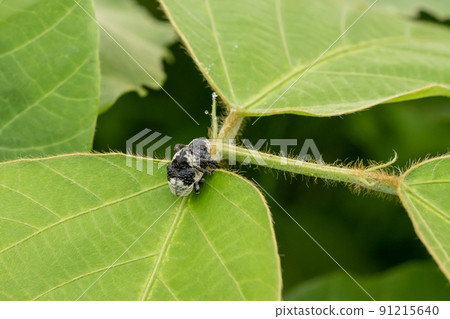 Nesalcidodes chinensis 在草地上交配 91215640