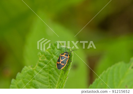 成蟲Eurydema rugosa 91215652