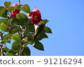 White-eye 91216294
