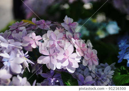 Hydrangea Hase's Prayer 繡球花 Hydrangea Hase's Prayer 繡球花 91216300