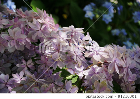 Hydrangea Hase's Prayer 繡球花 Hydrangea Hase's Prayer 繡球花 91216301