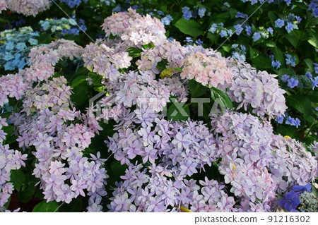 Hydrangea Hase's Prayer 繡球花 Hydrangea Hase's Prayer 繡球花 91216302