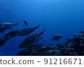 I went diving to Miyakojima, Okinawa 91216671