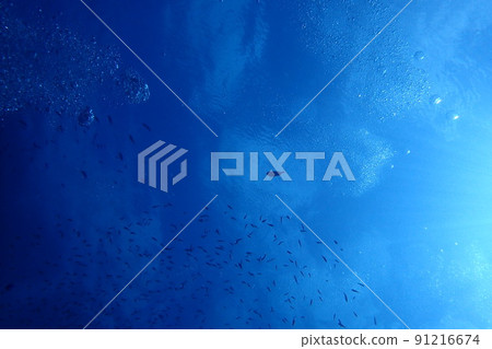 I went diving to Miyakojima, Okinawa 91216674