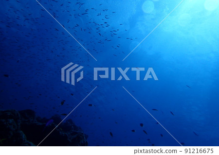 I went diving to Miyakojima, Okinawa 91216675