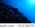 I went diving to Miyakojima, Okinawa 91216676