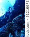 I went diving to Miyakojima, Okinawa 91216678