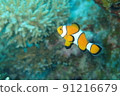 I went diving to Miyakojima, Okinawa 91216679