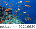 I went diving to Miyakojima, Okinawa 91216680