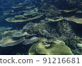 I went diving to Miyakojima, Okinawa 91216681
