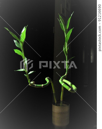Million bamboo 1 Million bamboo 1 91216690