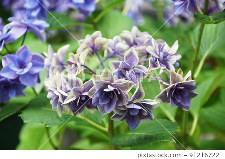 繡球花彼得潘 Hydrona macrophylla 繡球花彼得潘 Hydrona macrophylla 91216722