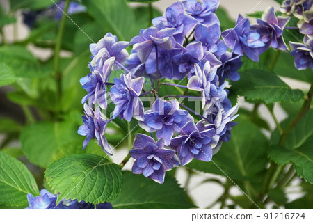 Hydrangea Peter Pan Hydrona macrophylla 91216724